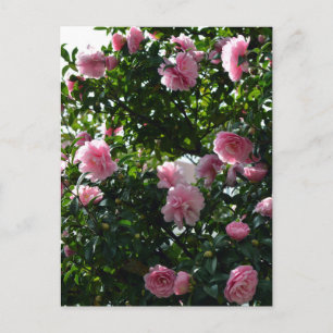 Cartão Postal Camélias Rosa: Tóquio, Japão