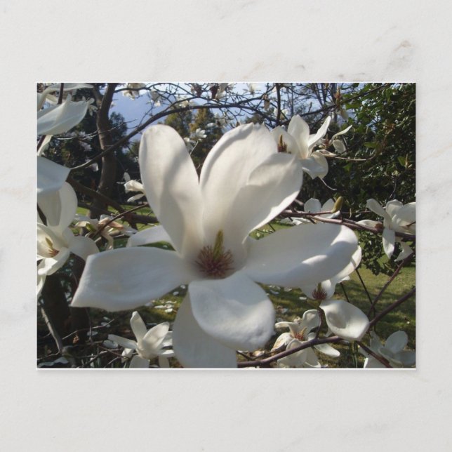 Cartão Postal Camellia Blosson (Frente)