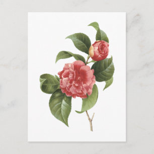 Cartão Postal camellia comum (Camellia japonica) por Redouté