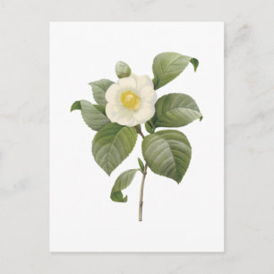 Cartão Postal camellia comum (Camellia japonica) por Redouté