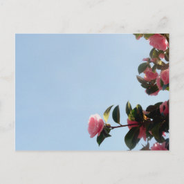 Cartão Postal Camellia Flor Rosa Céu Azul