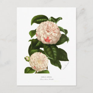 Cartão Postal Camellia japonica