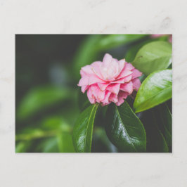 Cartão Postal Camellia Japonica