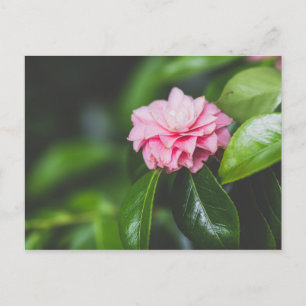 Cartão Postal Camellia Japonica