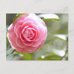 Cartão Postal Camellia japonica f. otome [Cartão postal]