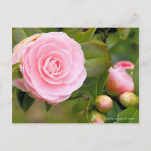 Cartão Postal Camellia japonica f. otome [Cartão postal]