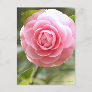 Cartão Postal Camellia japonica f. otome [Cartão postal]