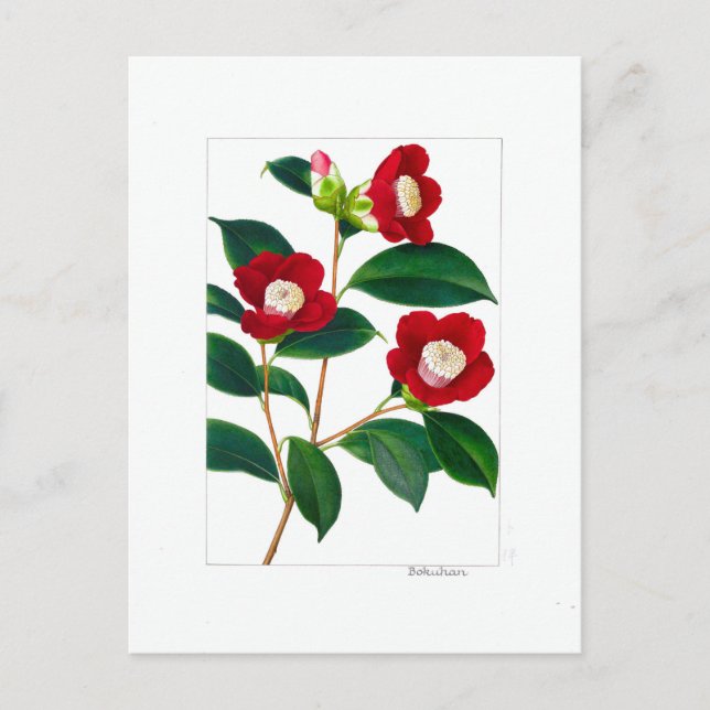 Cartão Postal Camellia Plate: Bokuhan (Frente)