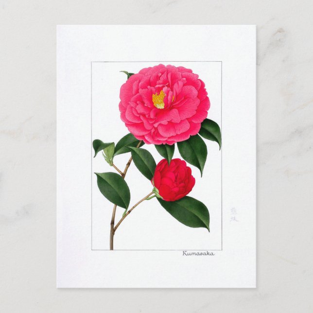 Cartão Postal Camellia Plate: Kumasaka (Frente)