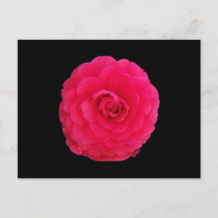 Cartão Postal Camellia Rosa Brilhante