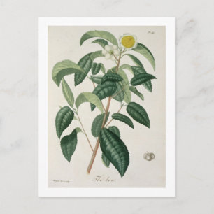 Cartão Postal Camellia Thea, de 'Phytographie Medicale', por Jos