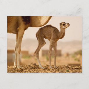 Cartão Postal Camelo Bebê