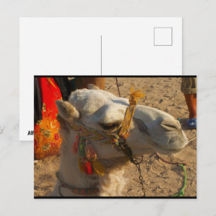Cartão Postal Camelo Branco no Deserto