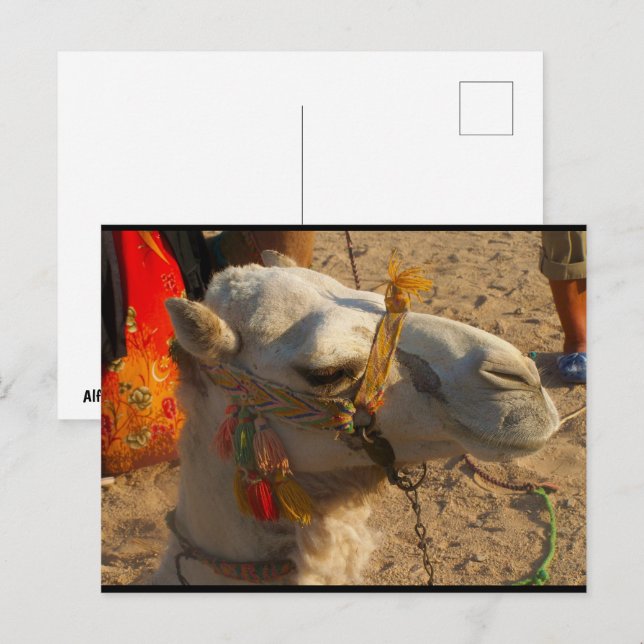 Cartão Postal Camelo Branco no Deserto (Frente/Verso)