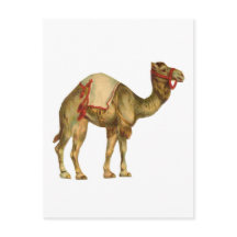 Camelo de circo vintage performático