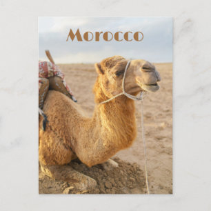 Cartão Postal Camelo descansando, viagem ao Marrocos