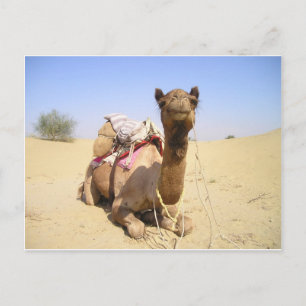 Cartão Postal Camelo Deserto Oriente Médio Paz Amor Natureza Des