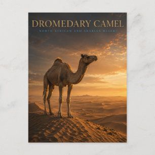 Cartão Postal Camelo Dromedário Dunas do Deserto ANIMAIS