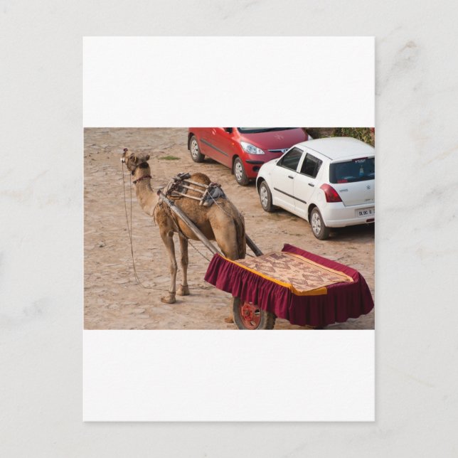 Cartão Postal Camelo e carro (Frente)