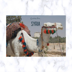 Cartão Postal Camelo na Síria