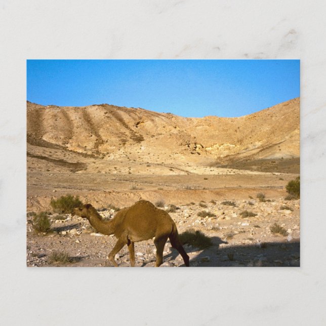 Cartão Postal Camelo no deserto Judaico (Frente)