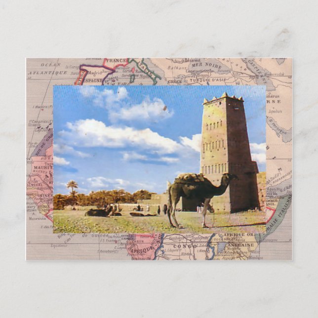 Cartão Postal Camelo para no deserto (Frente)