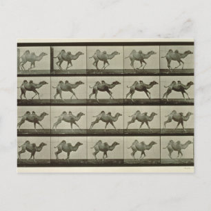 Cartão Postal Camelo, placa de 'Locomotion Animal', 1887 (b/w p