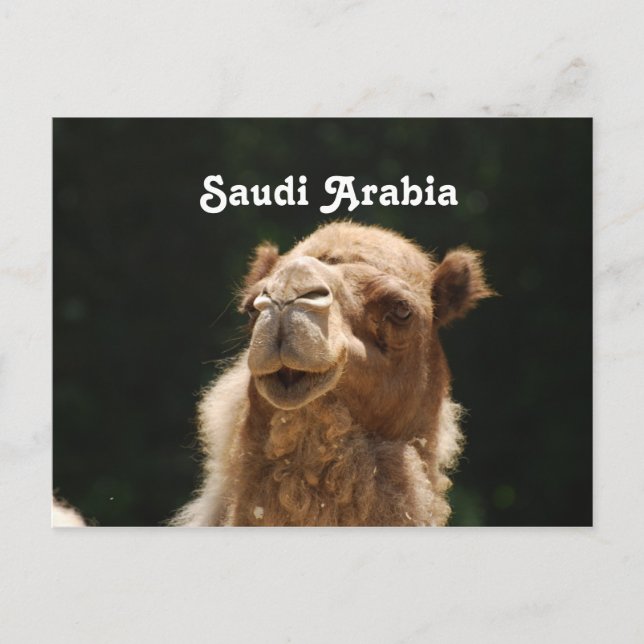 Cartão Postal Camelo saudita (Frente)