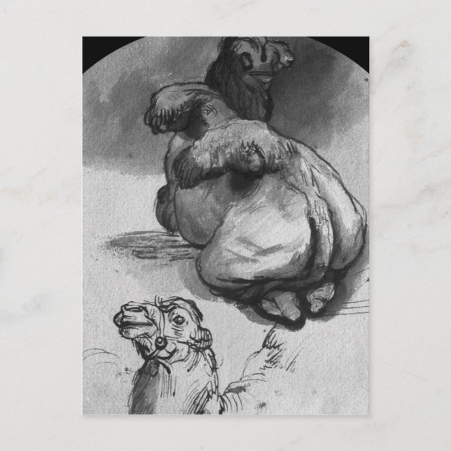 Cartão Postal Camelos (Frente)