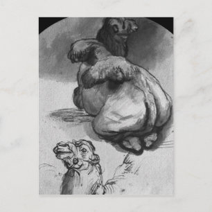 Cartão Postal Camelos