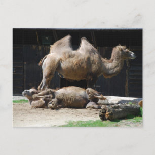 Cartão Postal Camelos