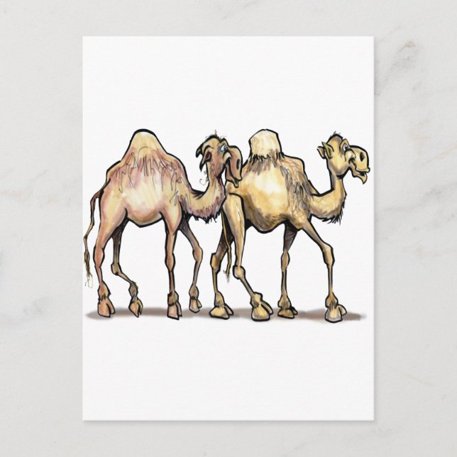 Cartão Postal Camelos (Frente)
