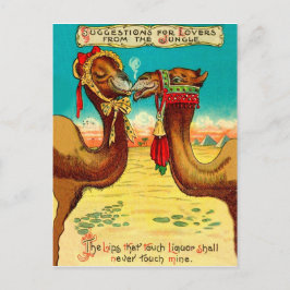 Cartão Postal Camelos apaixonados, engraçado St. Valentines vint