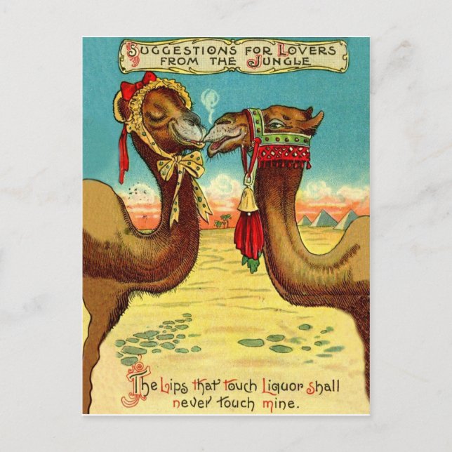 Cartão Postal Camelos apaixonados, engraçado St. Valentines vint (Frente)
