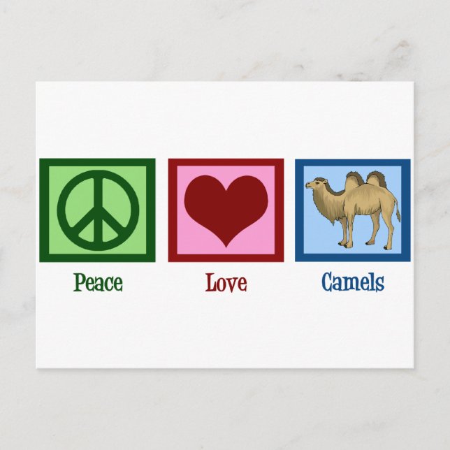 Cartão Postal Camelos de paz e amor (Frente)