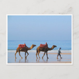 Cartão Postal camelos de taghzout