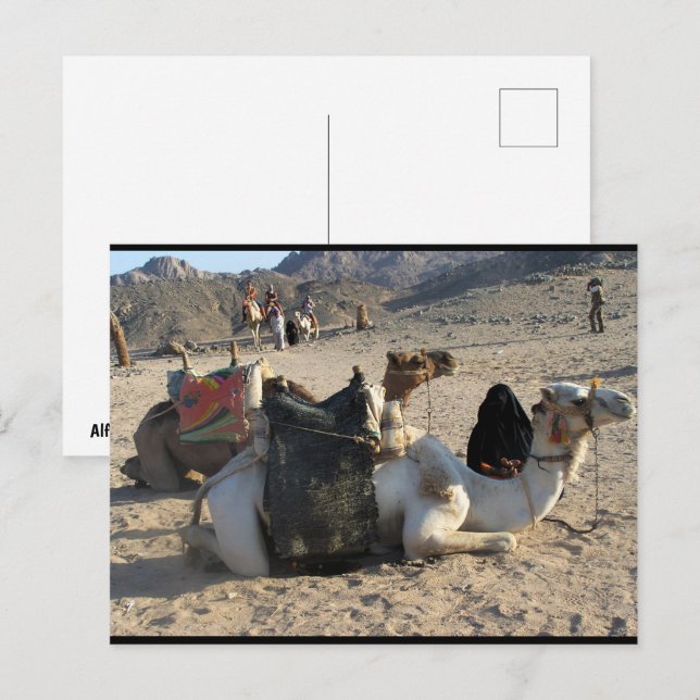 Cartão Postal Camelos Descansando no Deserto (Frente/Verso)