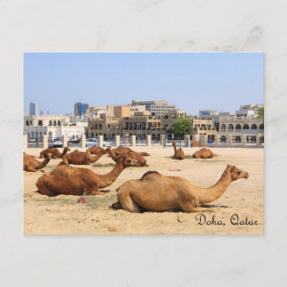 Cartão Postal Camelos em Doha