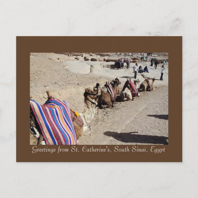 Cartão Postal Camelos em Santa Catarina (Frente)