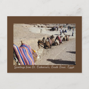 Cartão Postal Camelos na Rua.