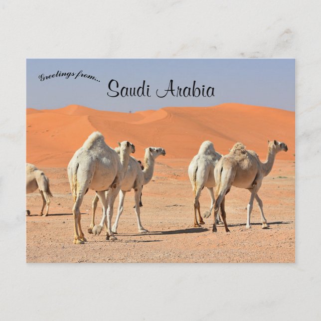 Cartão Postal Camelos no Deserto da Arábia Saudita (Frente)