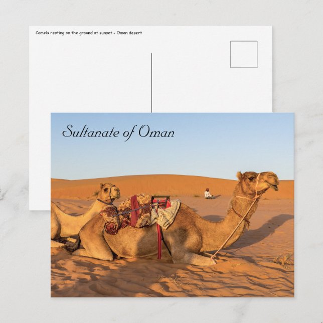 Cartão Postal Camelos no deserto de Omã (Frente/Verso)