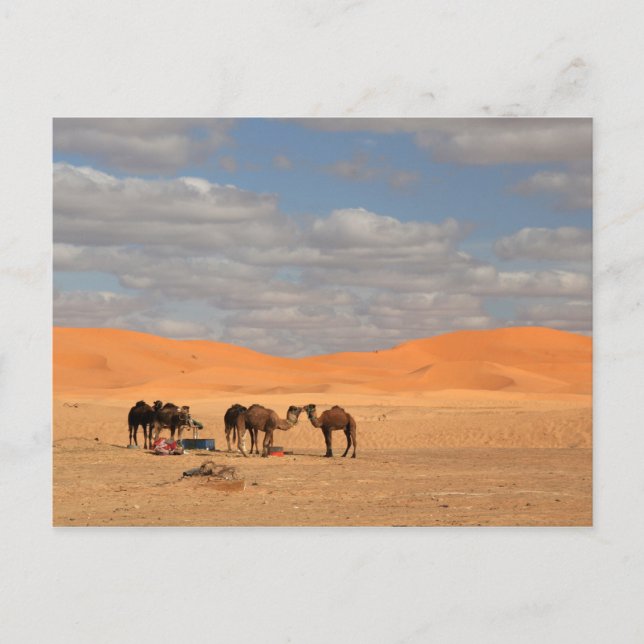 Cartão Postal Camelos no deserto do Saara (Frente)