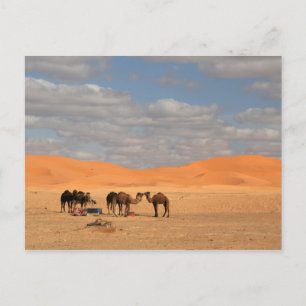 Cartão Postal Camelos no deserto do Sara