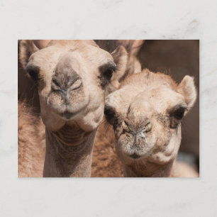 Cartão Postal Camelos no mercado de camelos em Al Ain perto de D