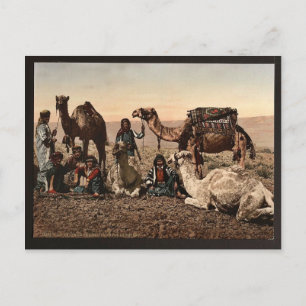 Cartão Postal Camelos que param no deserto, Terra Santa, vegeta