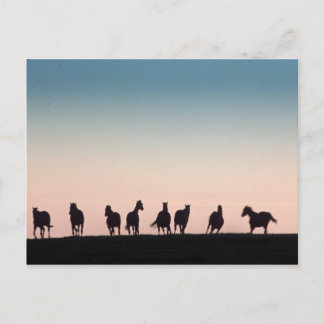 Cartão Postal Câmera Shy!