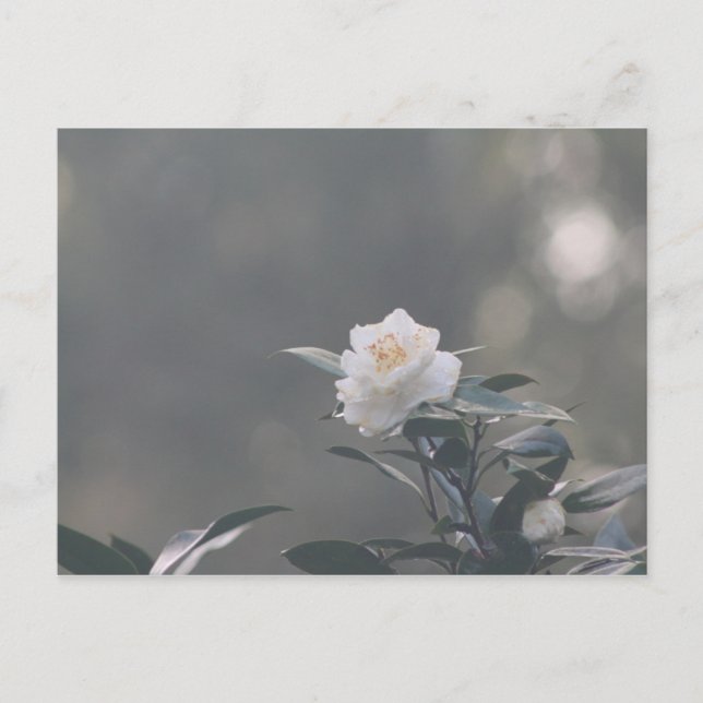 Cartão Postal Camila Branca de Neve (Frente)