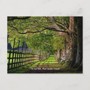 Cartão Postal Caminhada em árvore, Monte Edgcumbe, Cornualha