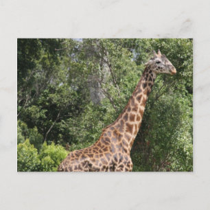 Cartão Postal caminhada girafa